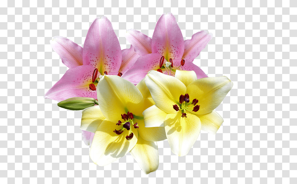 Lilien, Plant, Flower, Blossom, Pollen Transparent Png