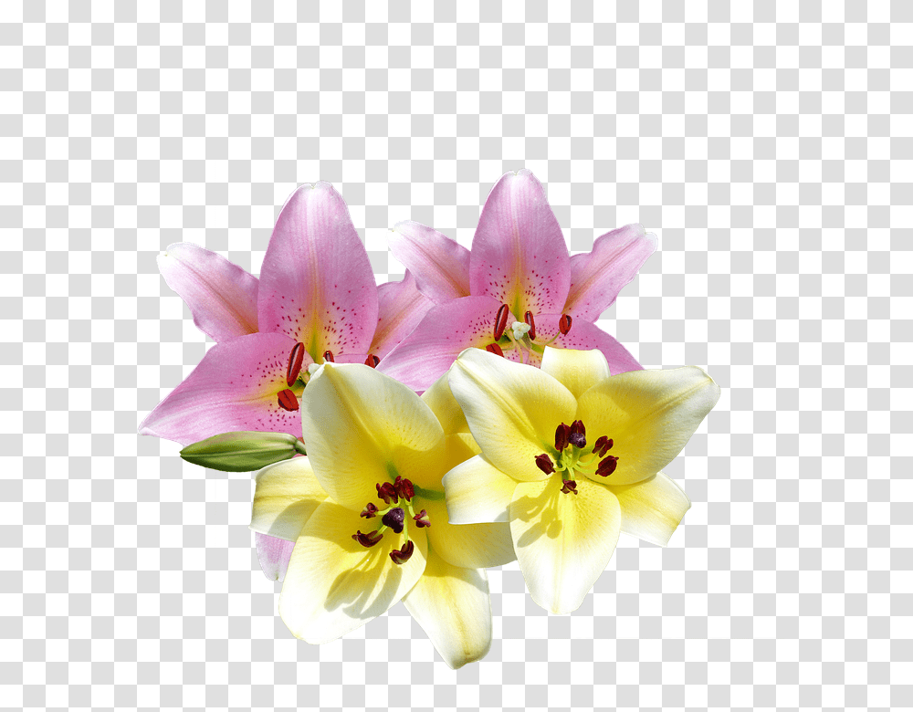 Lilies 960, Flower, Plant, Blossom, Pollen Transparent Png