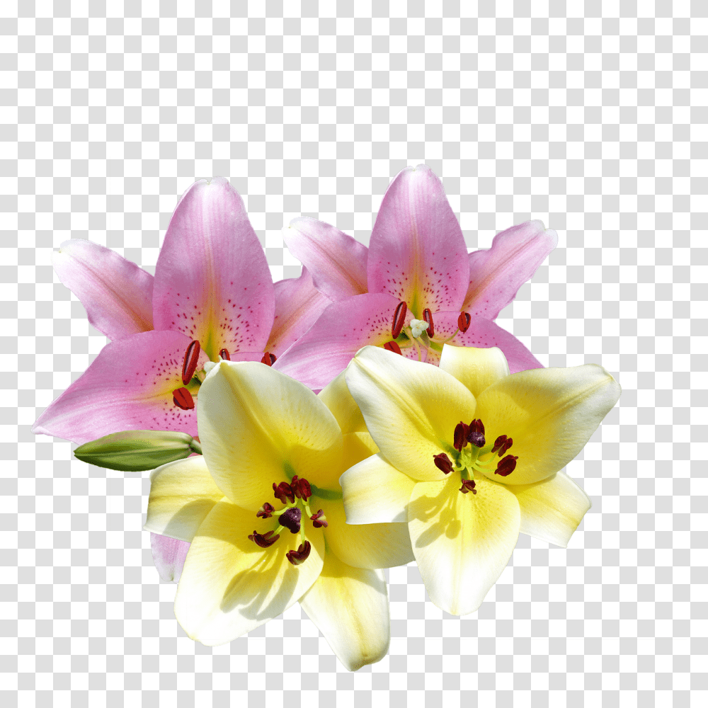 Lilies Nature, Plant, Flower, Blossom Transparent Png