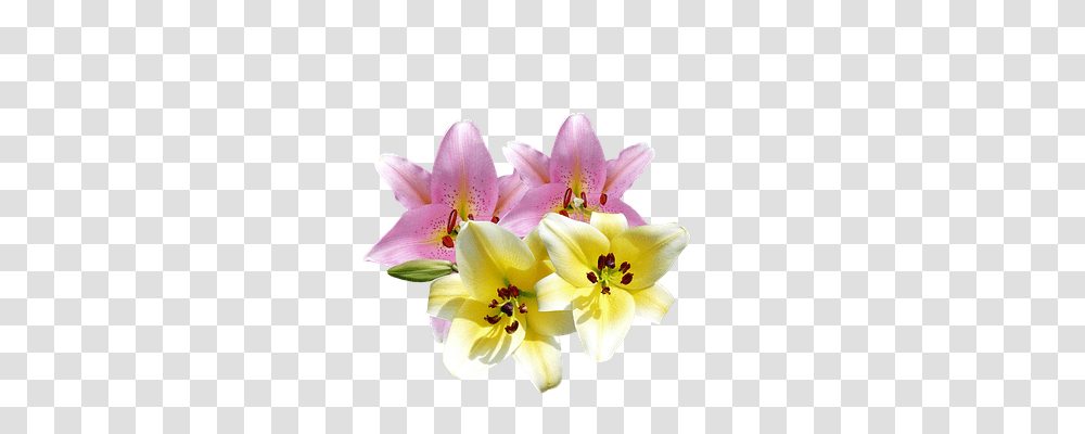 Lilies Nature, Plant, Flower, Blossom Transparent Png