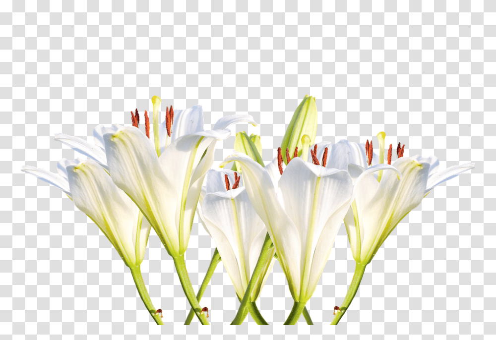 Lilies 960, Flower, Plant, Blossom, Lily Transparent Png