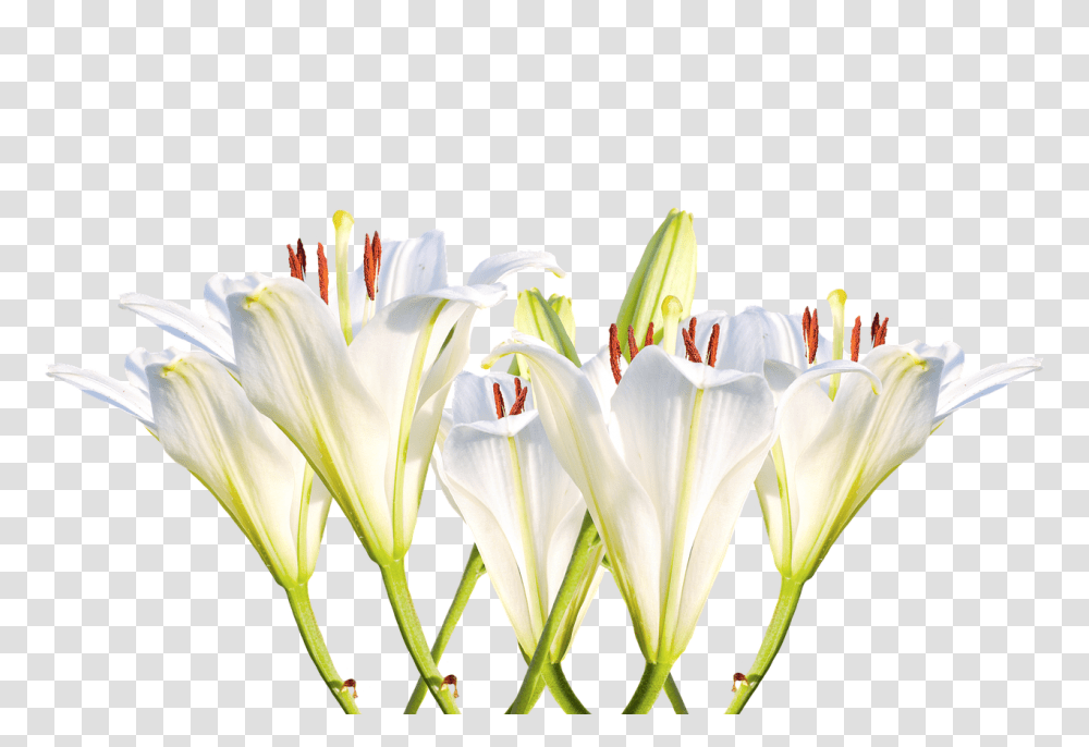 Lilies Nature, Plant, Flower, Blossom Transparent Png