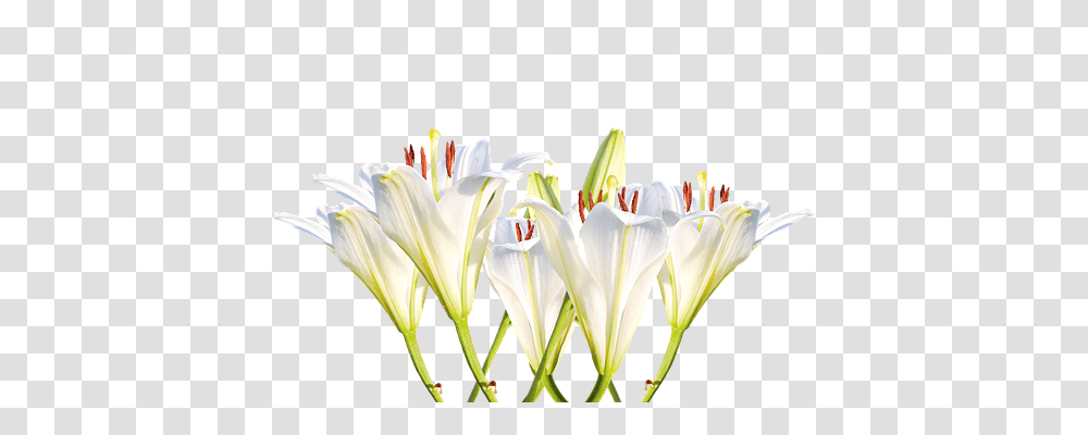 Lilies Nature, Plant, Flower, Blossom Transparent Png