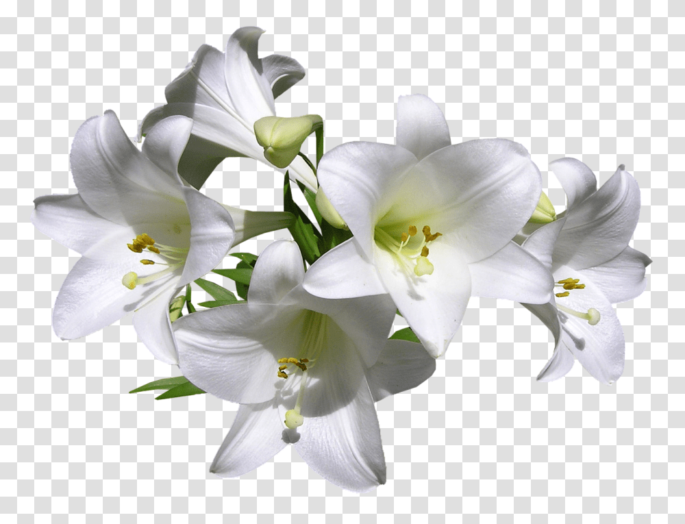 Lilies 3 Image Lilies, Plant, Flower, Blossom, Lily Transparent Png