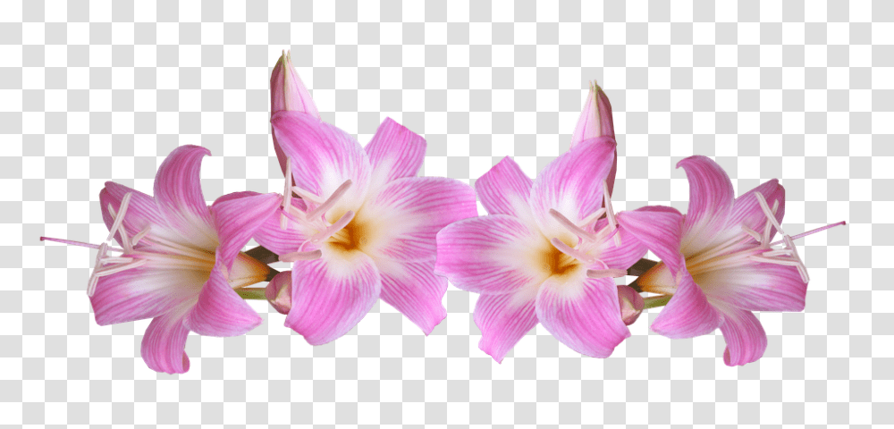 Lilies 960, Flower, Plant, Blossom, Petal Transparent Png