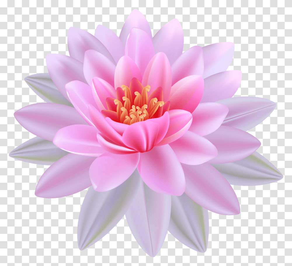 Lilies Clipart Lotus Flower Water Lily, Plant, Blossom, Pond Lily Transparent Png