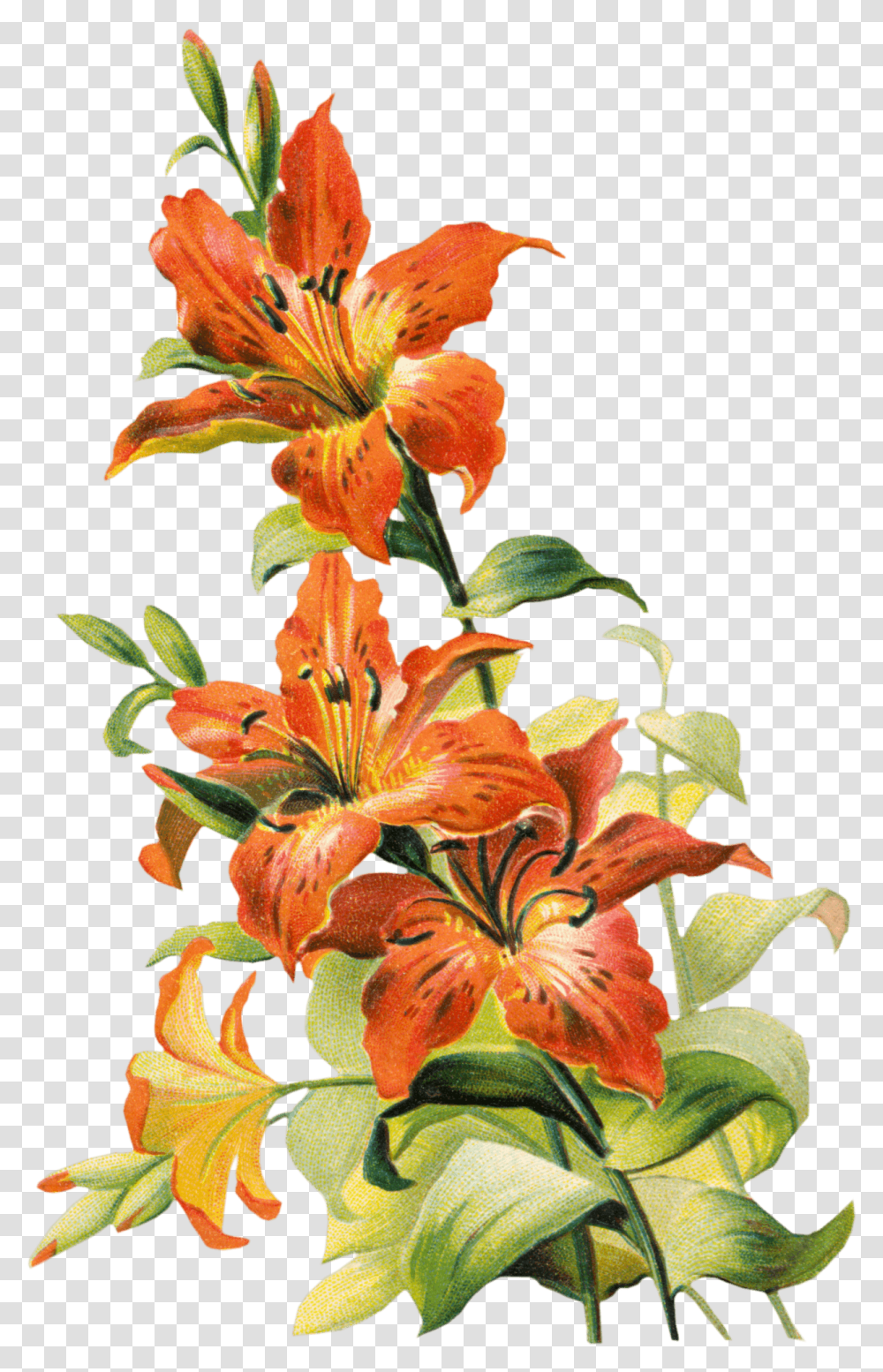Lilies Clipart Tiger Lily Flower, Plant, Blossom, Amaryllis, Pollen Transparent Png