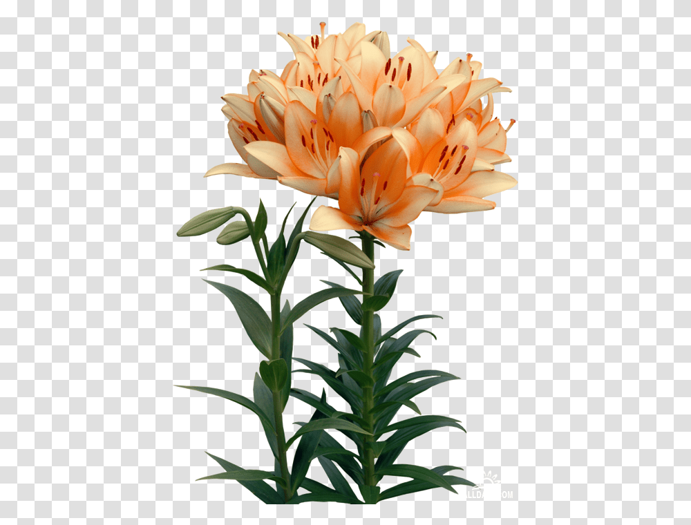 Lilies Flower Clip Art Sadovie Cveti, Plant, Blossom, Lily, Amaryllidaceae Transparent Png