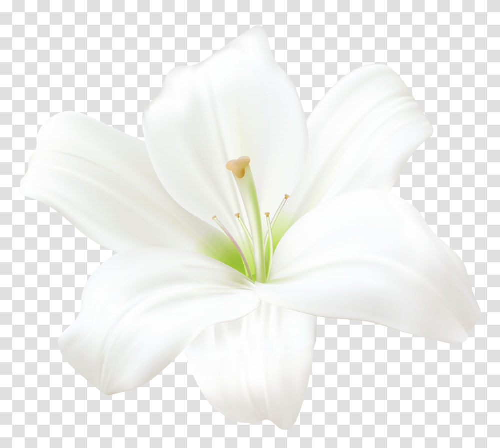 Lilies Image White Lily Flower, Plant, Blossom, Pollen Transparent Png