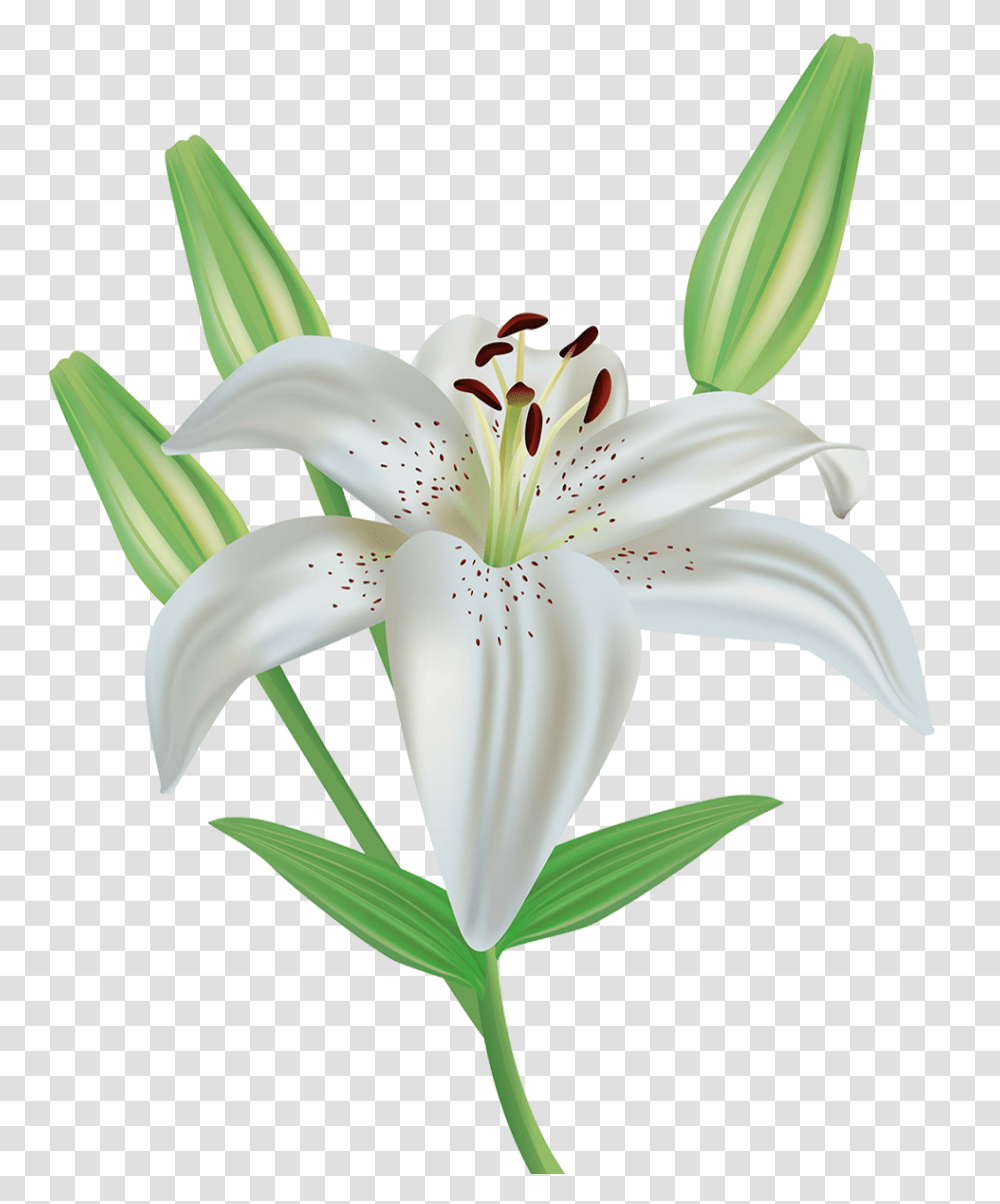 Lilies Images Easter Lily Clip Art, Plant, Flower, Blossom, Text Transparent Png