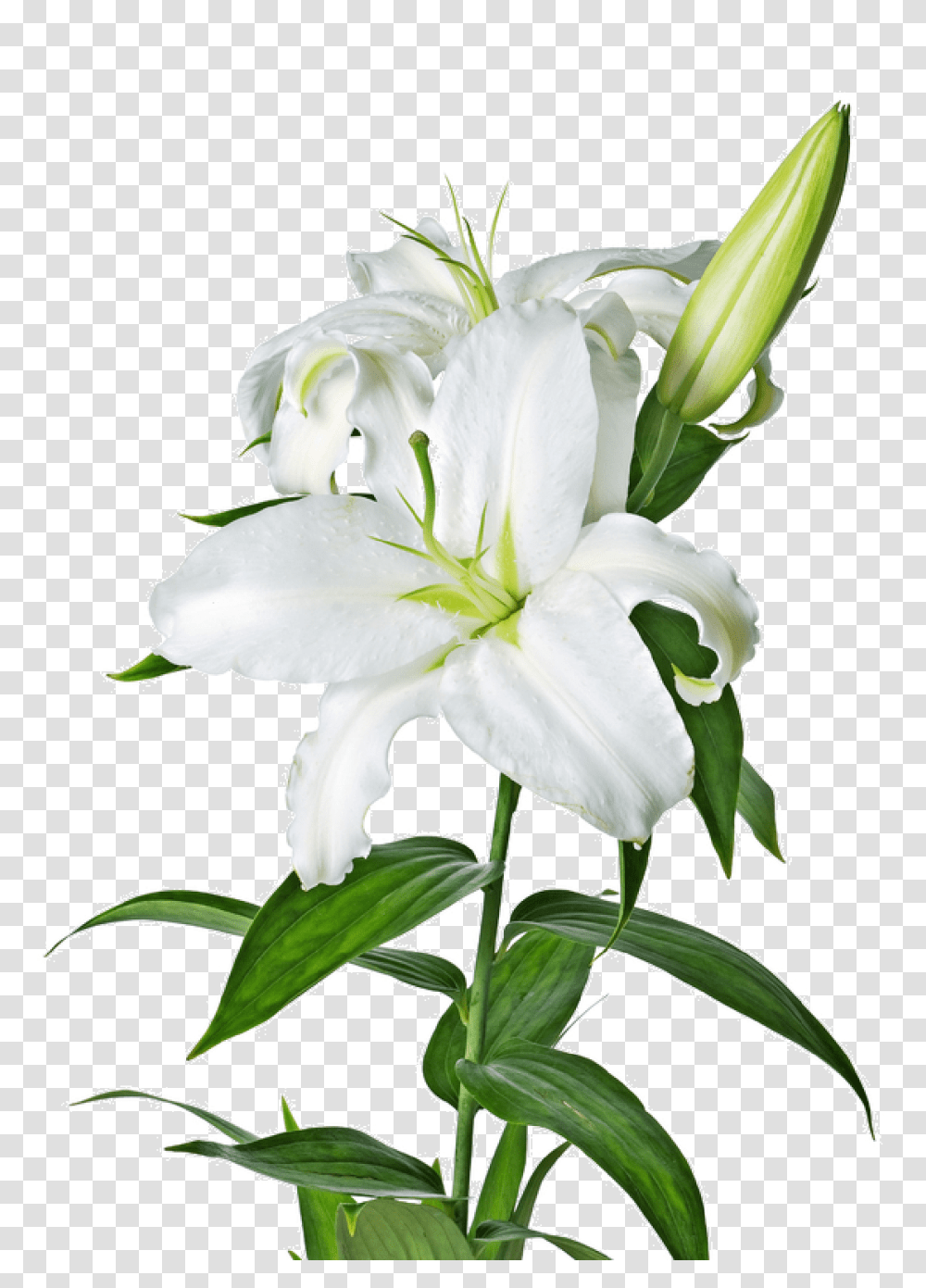 Lilies Images, Plant, Flower, Blossom, Lily Transparent Png