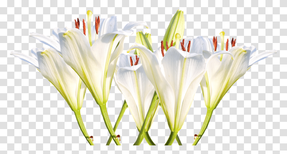 Lilies White Lilies Blossom Bloom Flower White Thinking Of You Lillies, Plant, Pollen, Amaryllidaceae, Lily Transparent Png