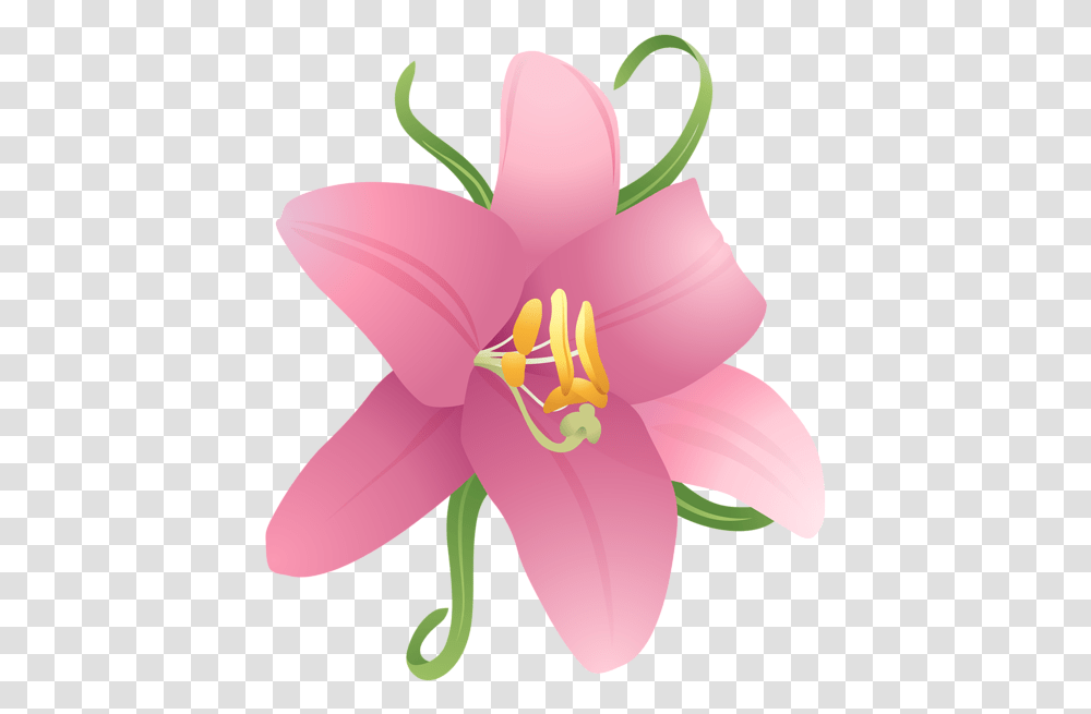 Lilium All Portable Network Graphics, Plant, Lily, Flower, Blossom Transparent Png