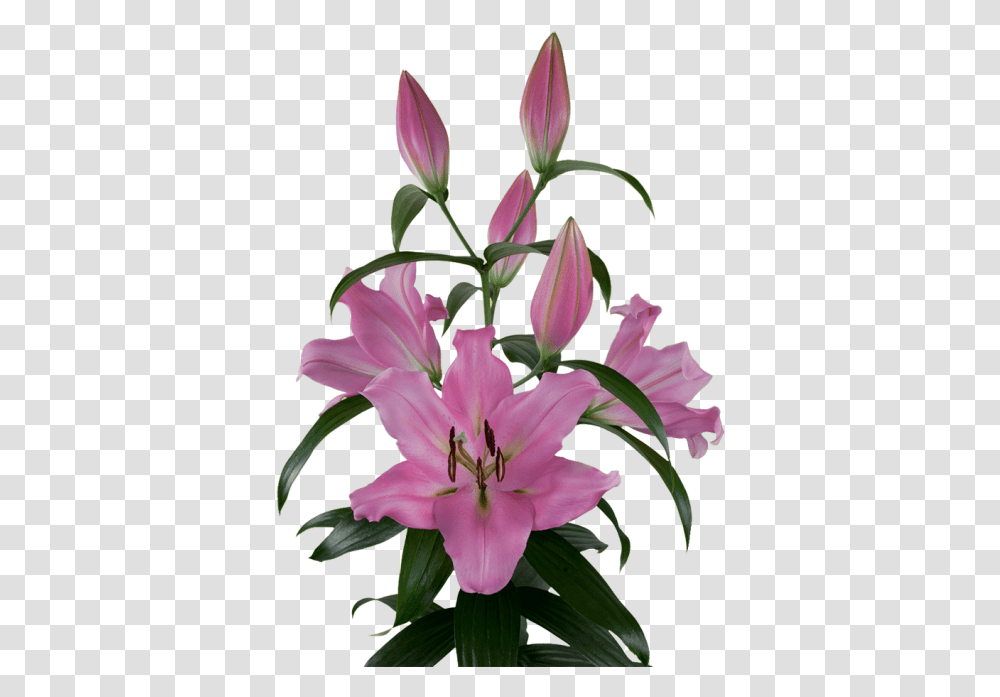 Lilium Bellamonte, Plant, Flower, Blossom, Lily Transparent Png