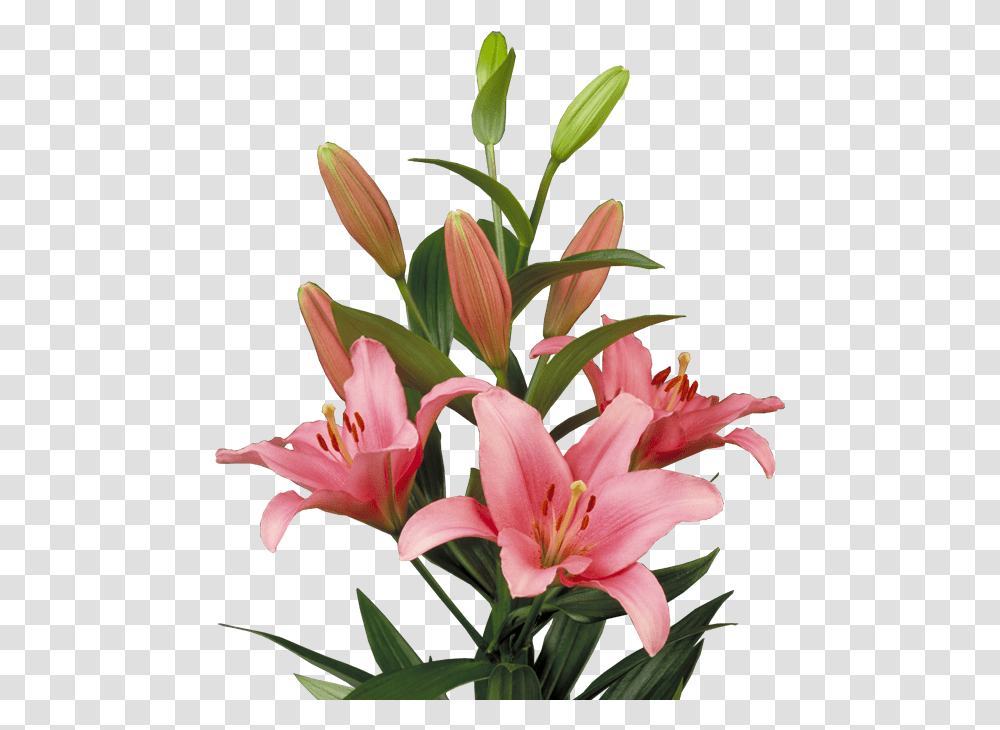 Lilium Brindisi, Plant, Flower, Blossom, Lily Transparent Png