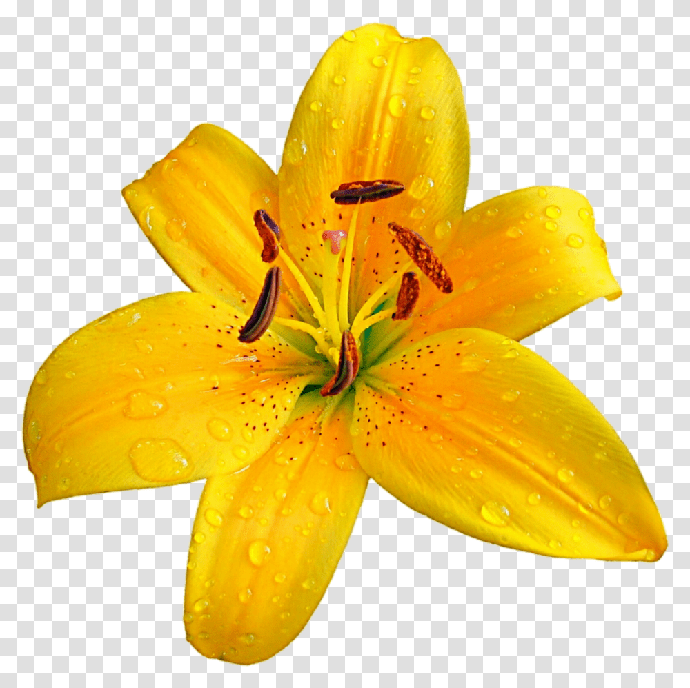 Lilium Bulbiferum Easter Lily Flower Clip Art Lilium Orange Lily, Plant, Blossom, Fungus, Pollen Transparent Png