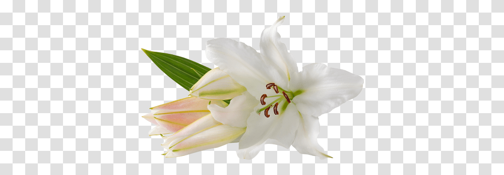 Lilium Easter Lilies At Church, Plant, Flower, Blossom, Lily Transparent Png