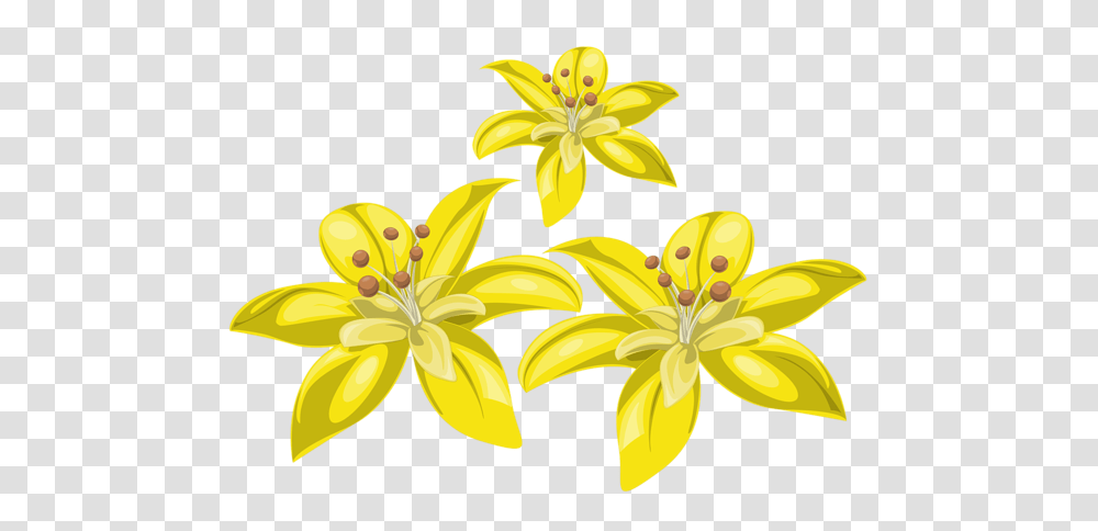 Lilium, Flower, Anther, Plant, Blossom Transparent Png