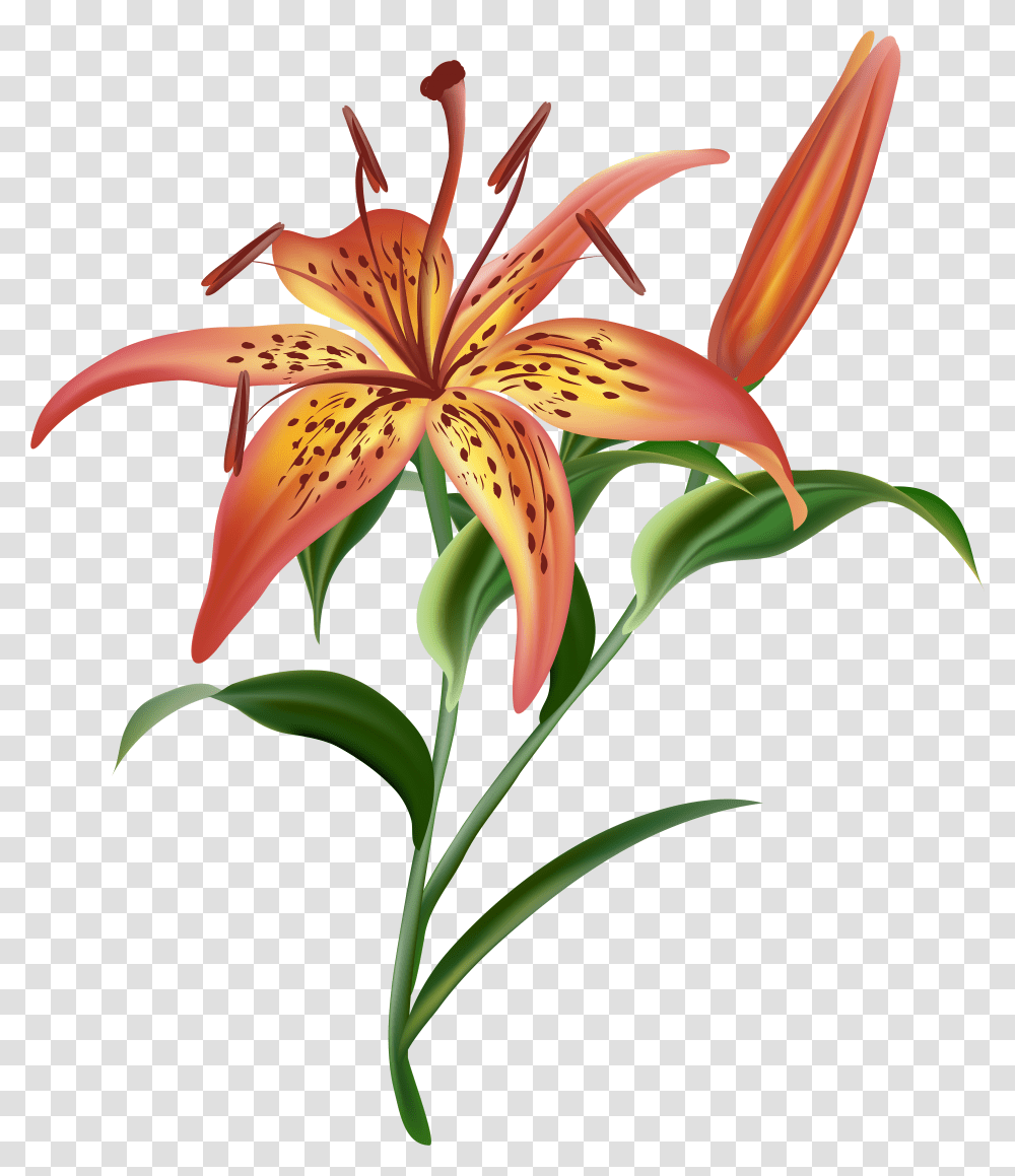 Lilium Flower Clip Art Image Gallery Yopriceville Lilium Flower Transparent Png
