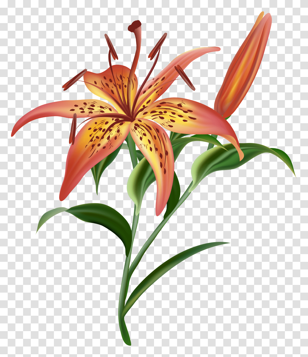 Lilium Flower Clip Art Transparent Png