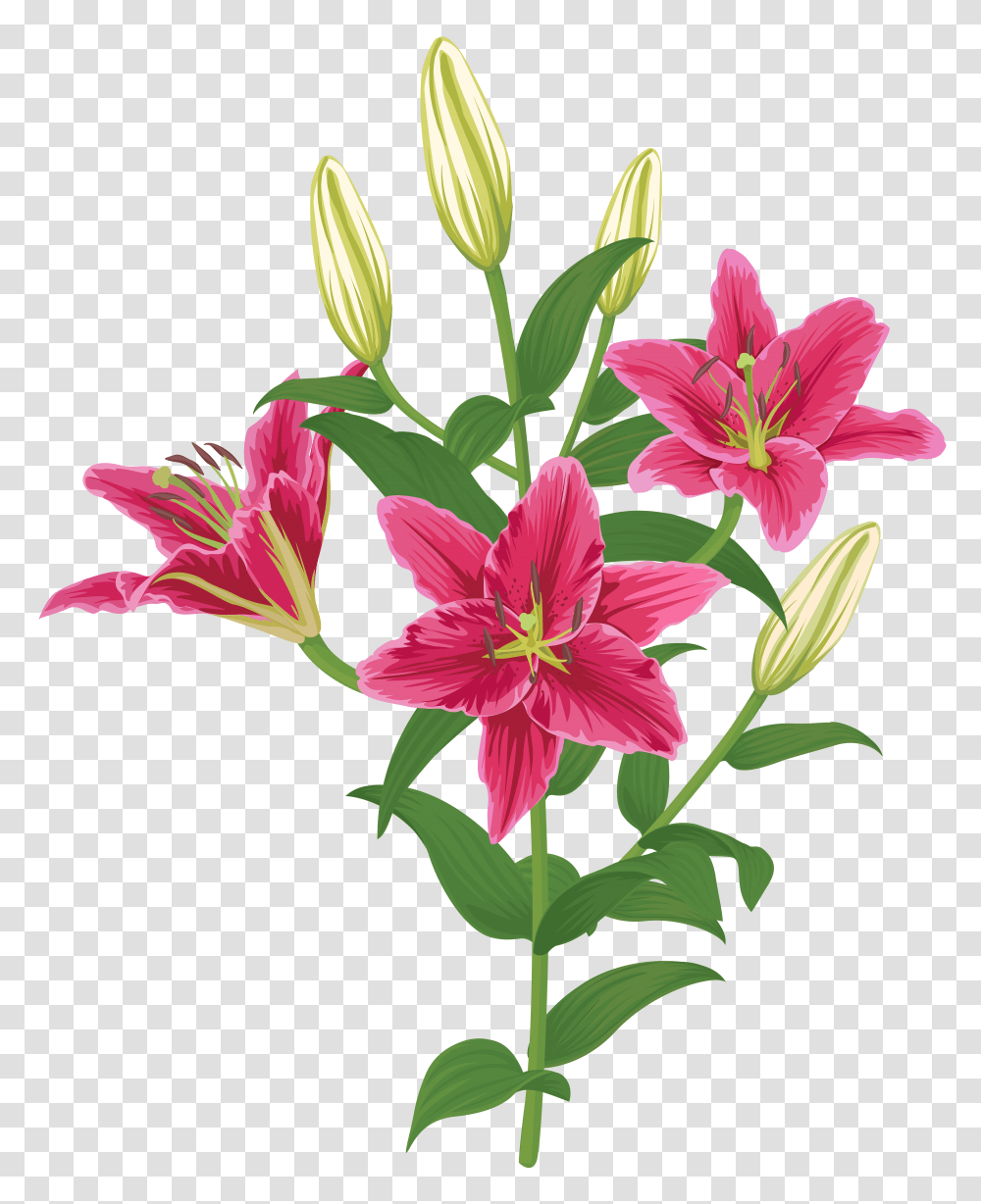 Lilium Flower Clip Transparent Png