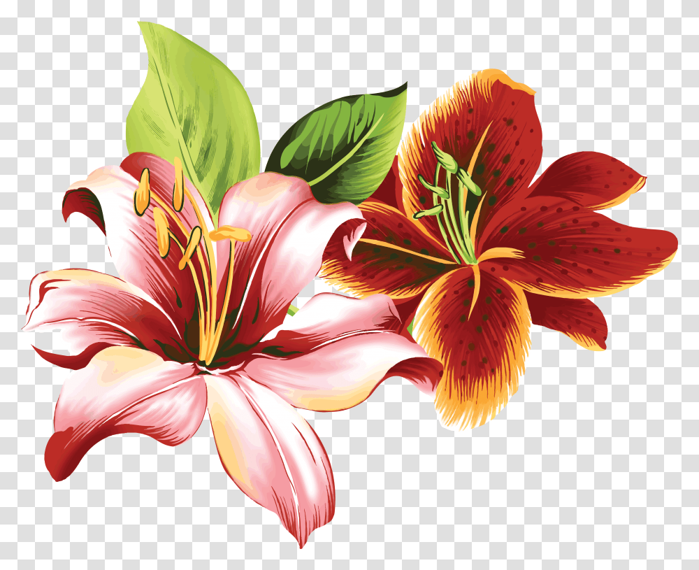 Lilium Flower Design Drawing With Colour Transparent Png