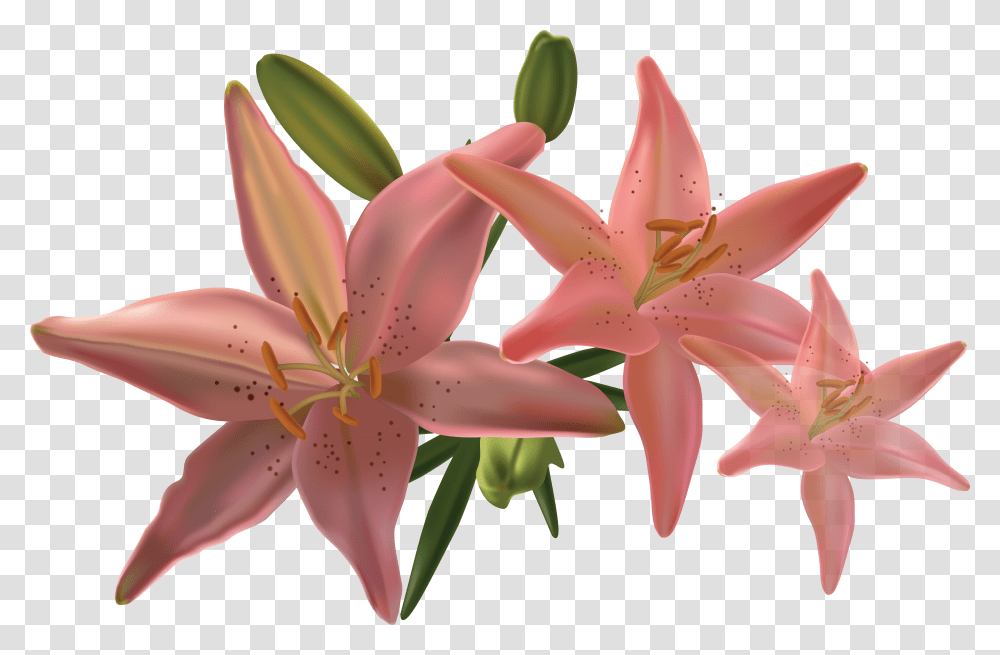 Lilium, Flower, Lily, Plant, Blossom Transparent Png