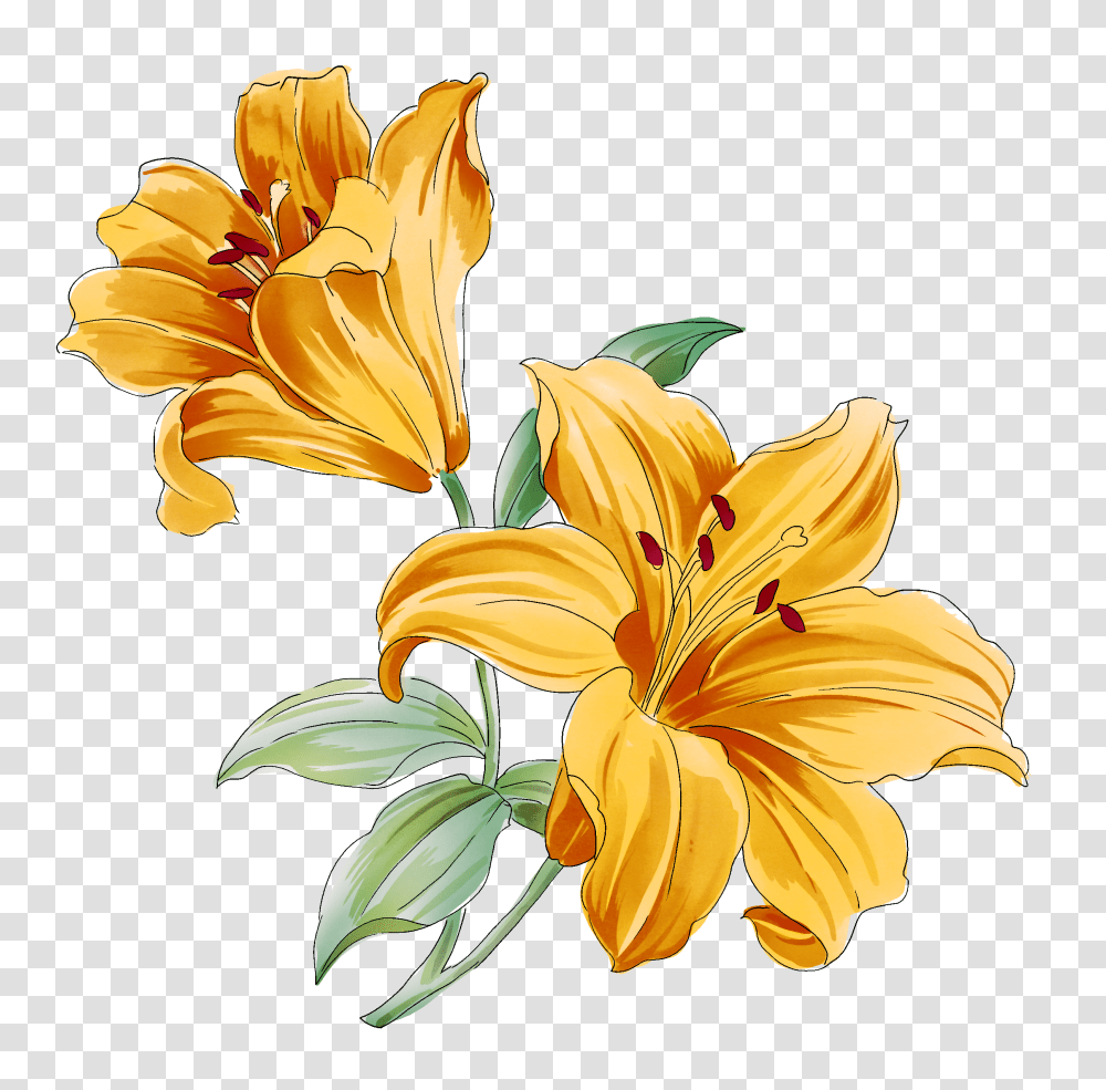 Lilium, Flower, Lily, Plant, Blossom Transparent Png