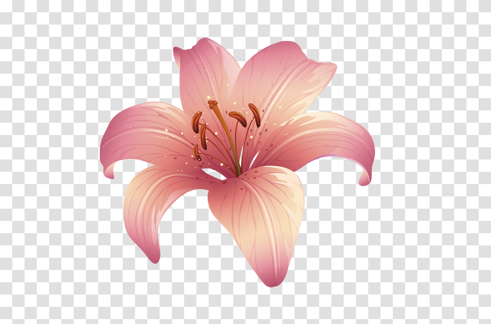 Lilium, Flower, Plant, Anther, Blossom Transparent Png