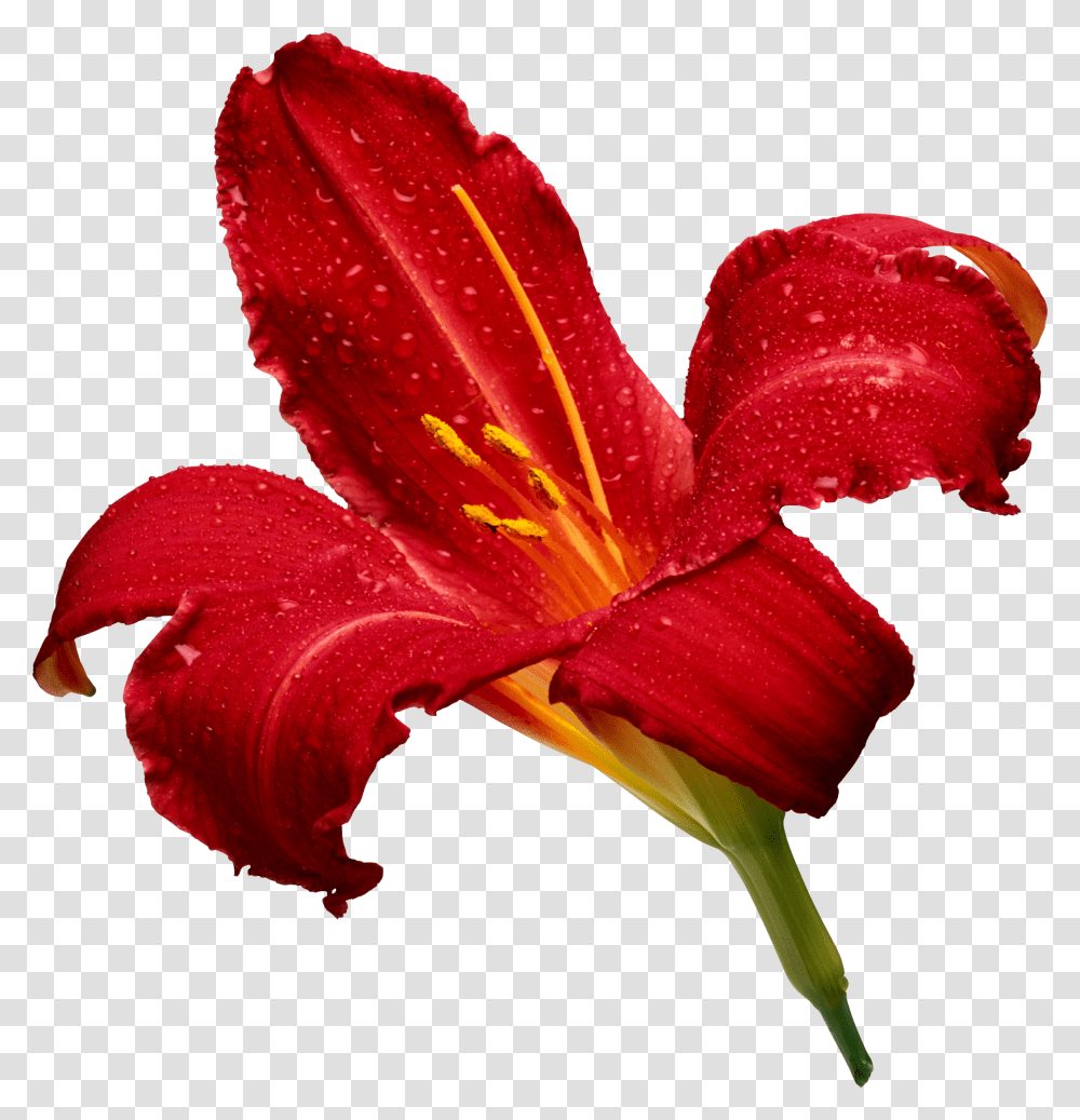 Lilium, Flower, Plant, Blossom, Amaryllis Transparent Png