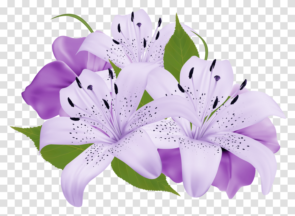 Lilium, Flower, Plant, Blossom, Anther Transparent Png