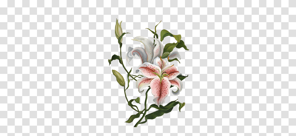 Lilium, Flower, Plant, Blossom Transparent Png