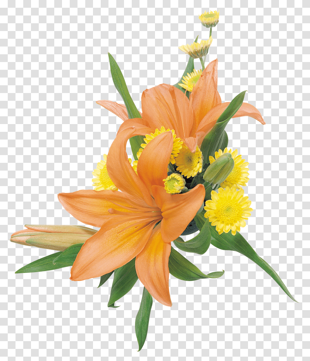 Lilium, Flower, Plant, Blossom, Flower Arrangement Transparent Png