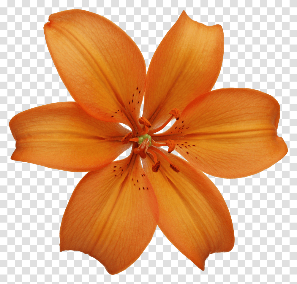 Lilium, Flower, Plant, Blossom, Fungus Transparent Png