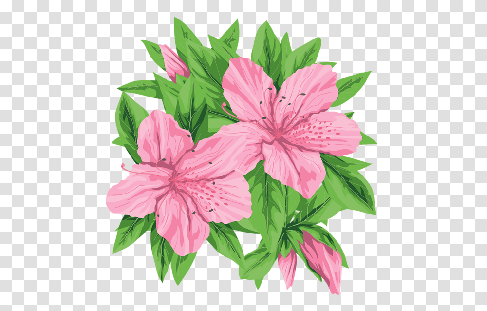 Lilium, Flower, Plant, Blossom, Hibiscus Transparent Png