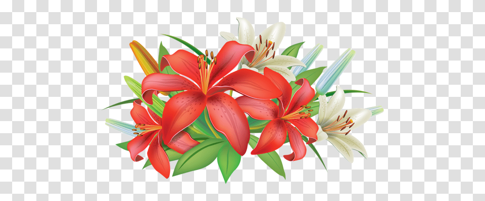 Lilium, Flower, Plant, Blossom, Lily Transparent Png