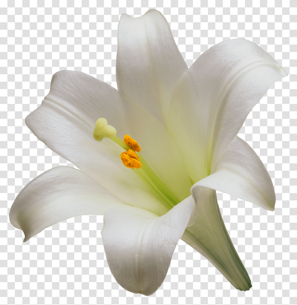 Lilium, Flower, Plant, Blossom, Lily Transparent Png