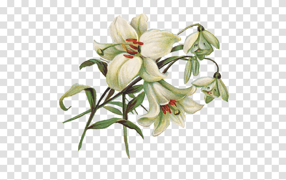 Lilium, Flower, Plant, Blossom, Lily Transparent Png