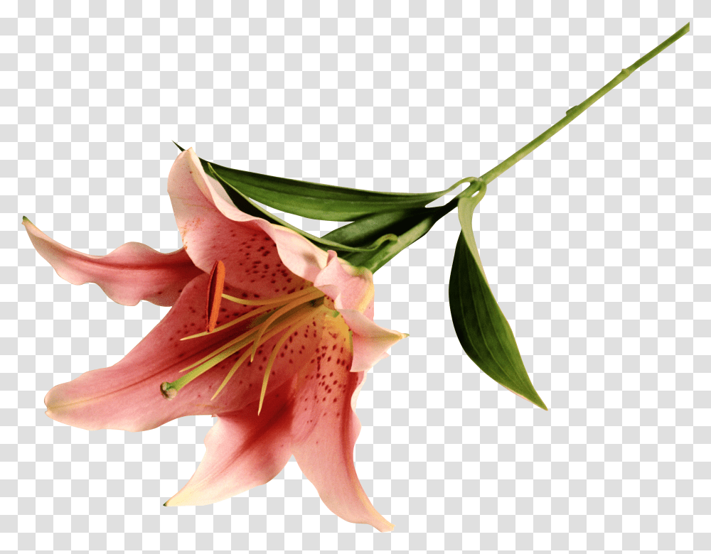 Lilium, Flower, Plant, Blossom, Lily Transparent Png