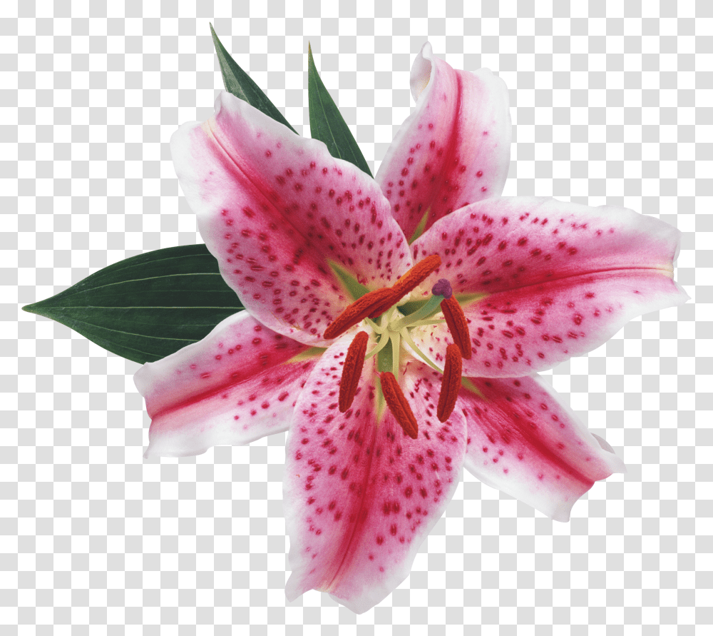 Lilium, Flower, Plant, Blossom, Lily Transparent Png