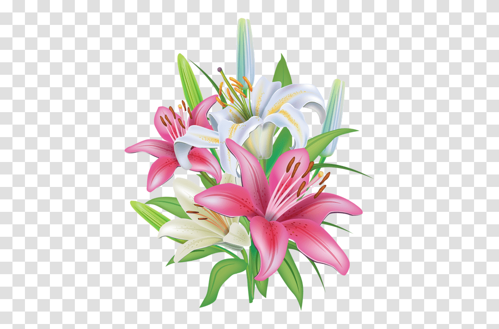 Lilium, Flower, Plant, Blossom, Lily Transparent Png