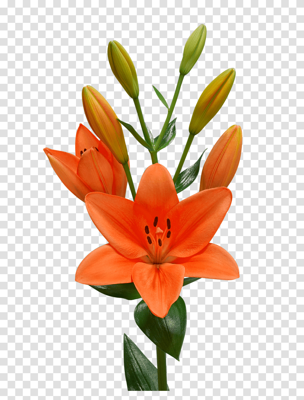 Lilium, Flower, Plant, Blossom, Lily Transparent Png