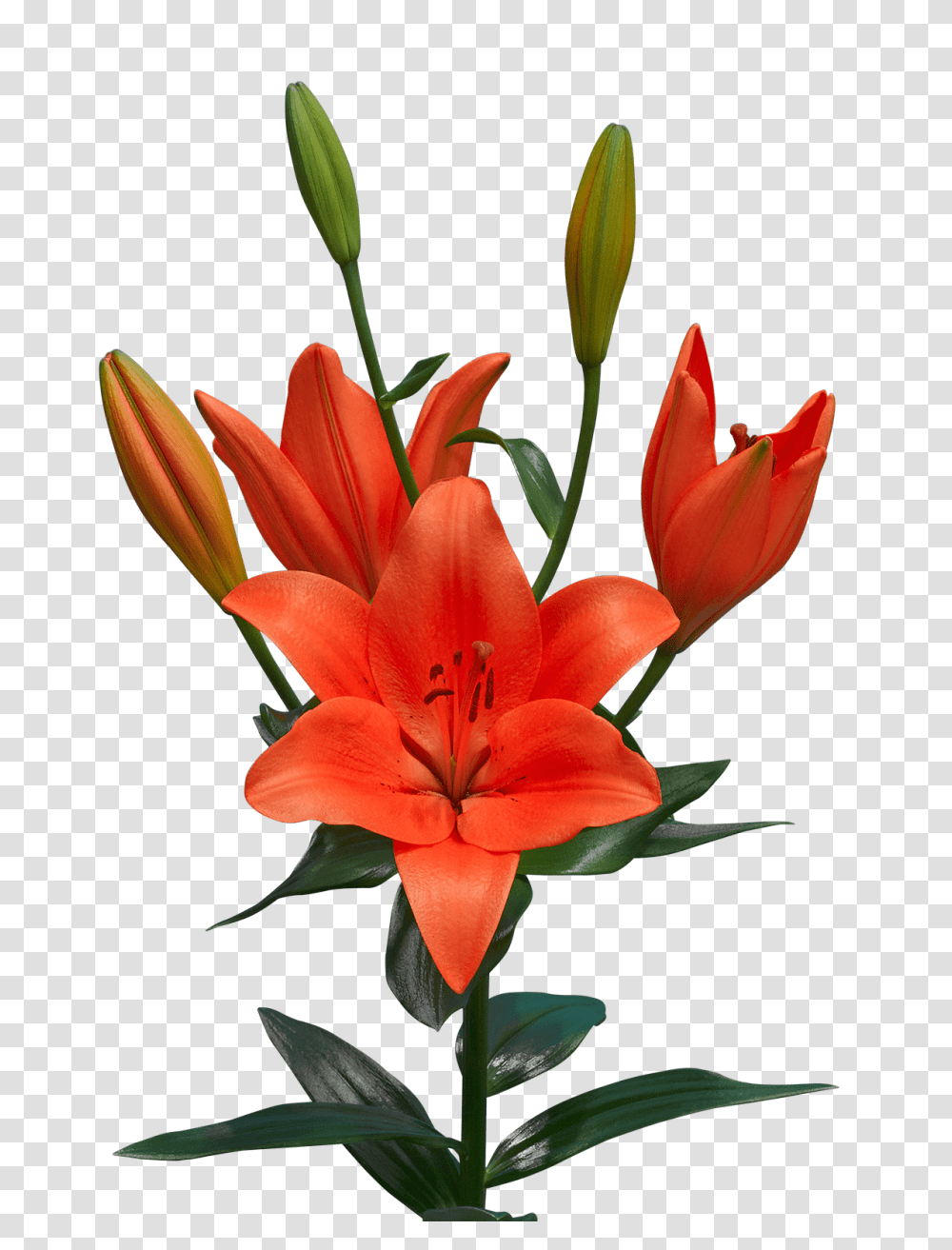 Lilium, Flower, Plant, Blossom, Lily Transparent Png