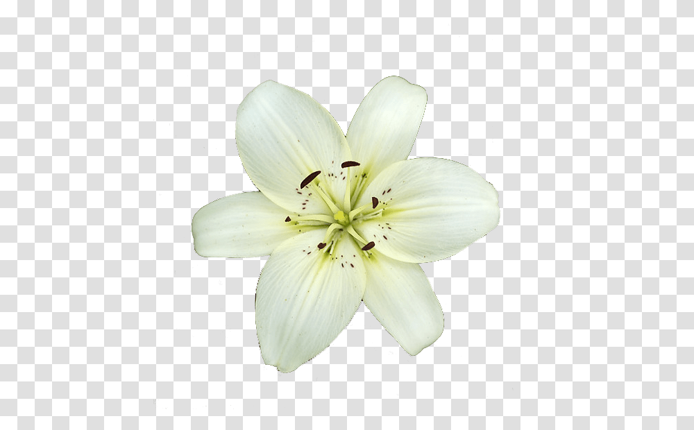 Lilium, Flower, Plant, Blossom, Pollen Transparent Png