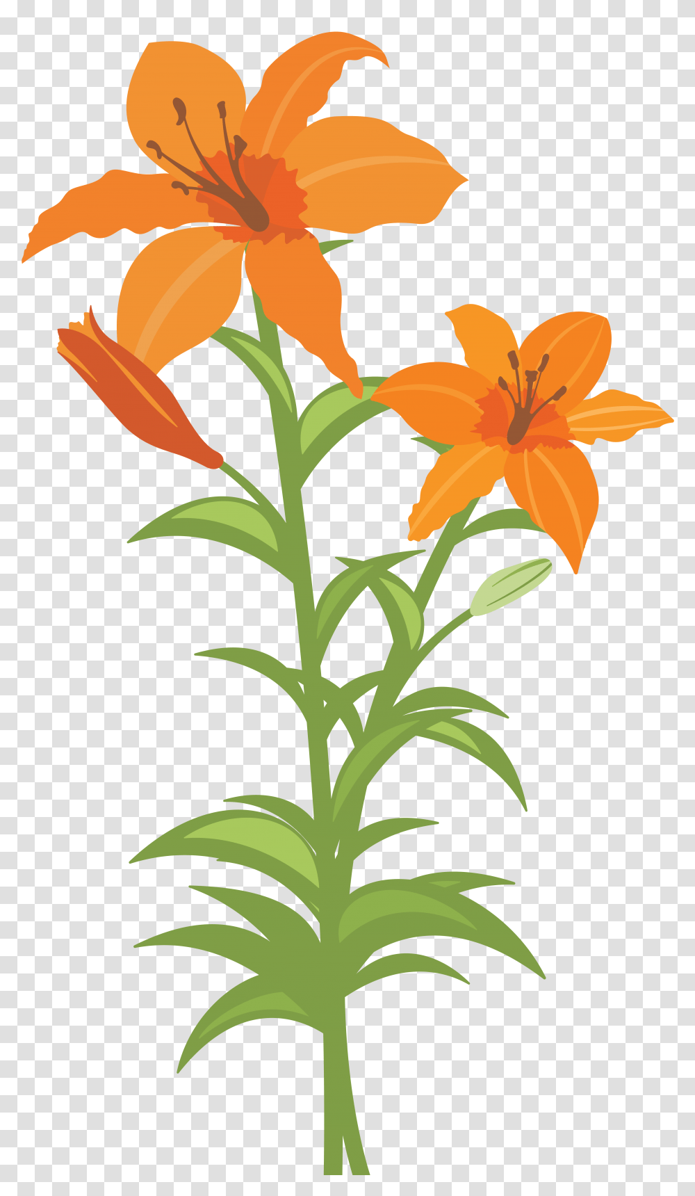 Lilium, Flower, Plant, Blossom, Produce Transparent Png