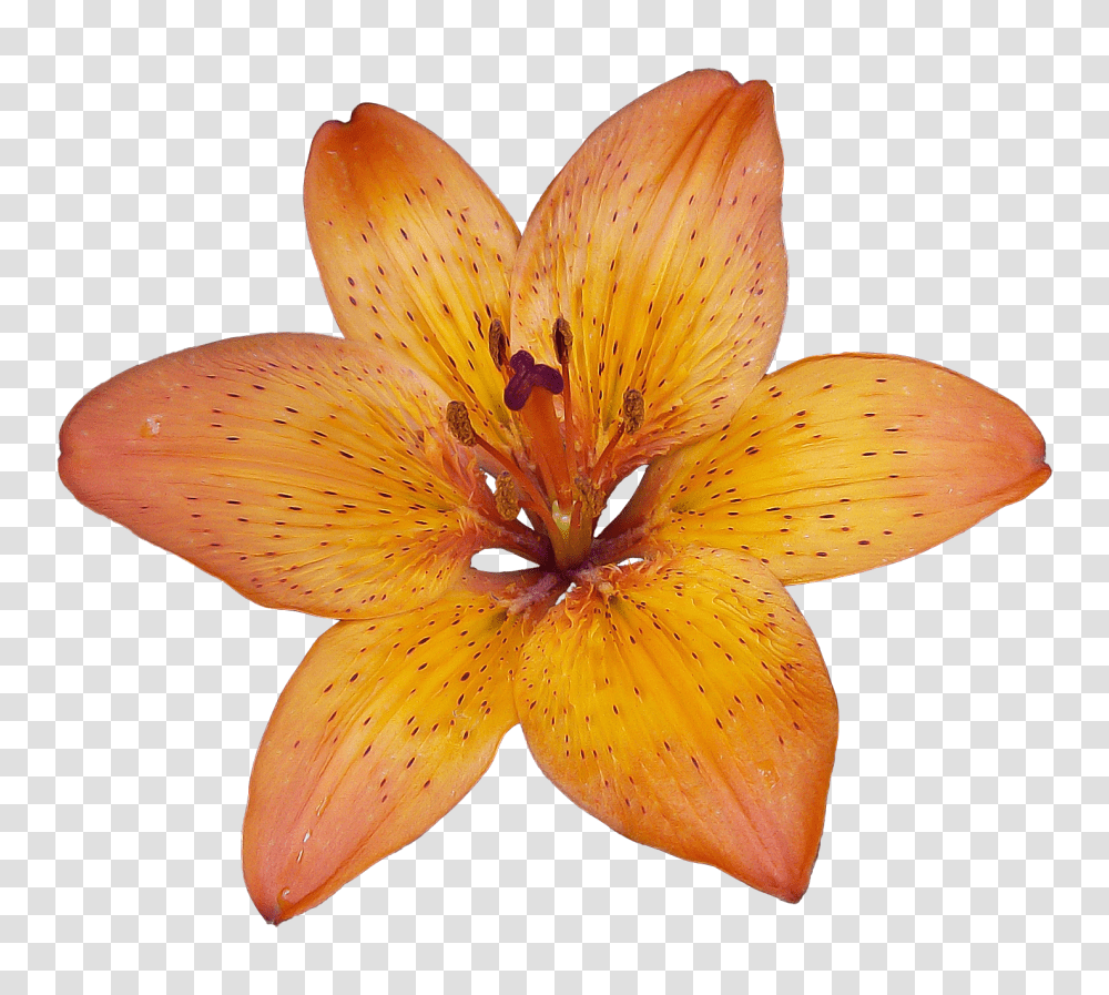 Lilium, Flower, Plant, Fungus, Blossom Transparent Png