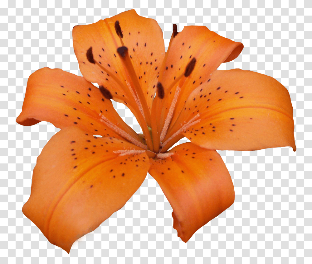 Lilium, Flower, Plant, Lily, Blossom Transparent Png