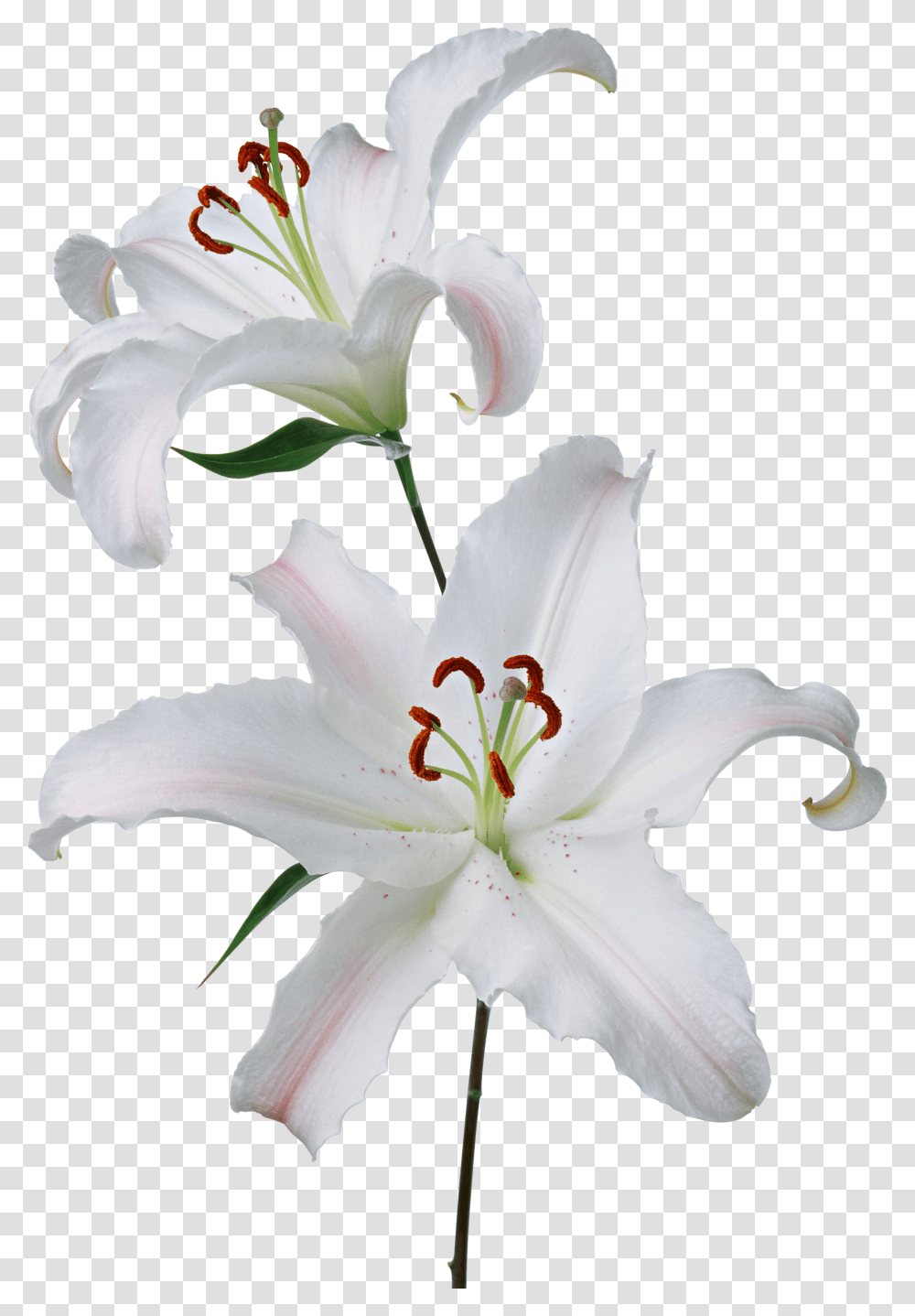 Lilium, Flower, Plant, Lily, Blossom Transparent Png