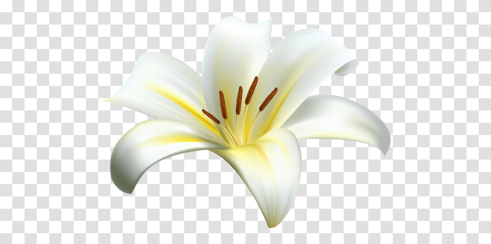 Lilium, Flower, Plant, Lily, Blossom Transparent Png