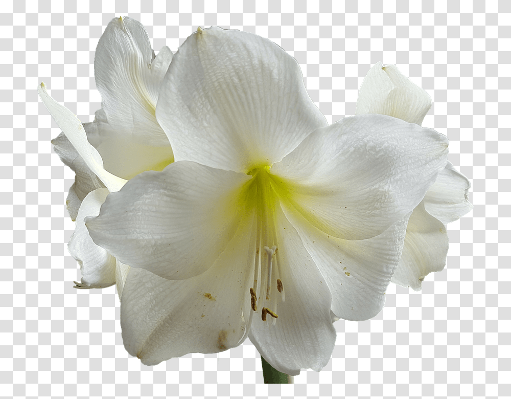 Lilium, Flower, Plant, Petal, Blossom Transparent Png